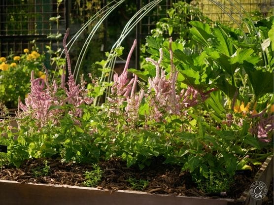 Russian Statice featured image