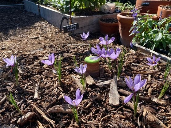 Saffron Crocus Bulbs featured image
