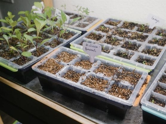 Burpee Seed Starting Trays featured image