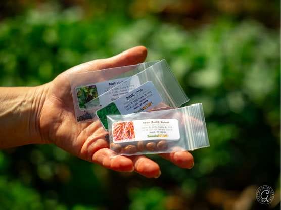 Seeds Now Seeds featured image