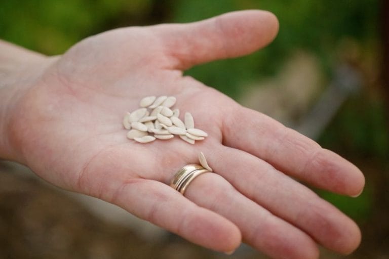 Seeds or Transplants? Which Crops Have Sensitive Roots featured image