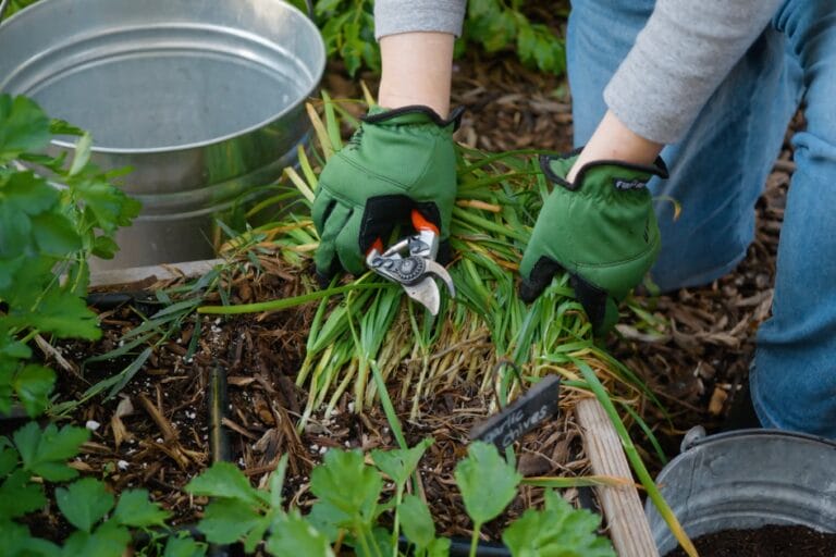 Self-Sufficient Gardening featured image