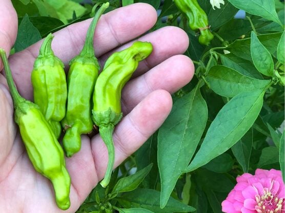 Pepperoncini Peppers featured image