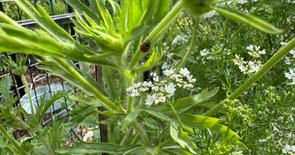 Ladybug on a starflower plant