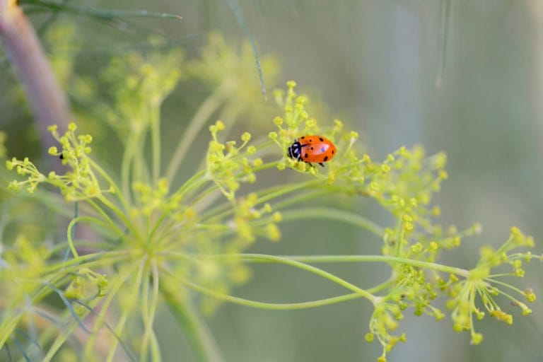 Don’t Buy Ladybugs: Learn How to Attract Them Instead featured image