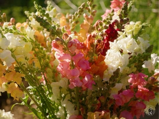 Tall Maximum Blend Snapdragon featured image