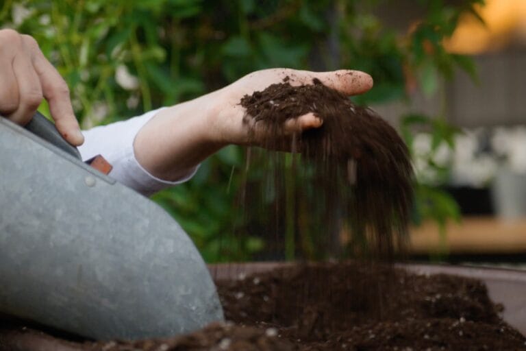 Choosing the Best Soil for Raised Bed Gardening featured image