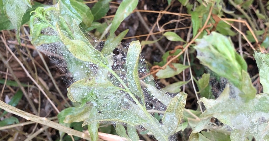 Spider Mite Prevention & Organic Control