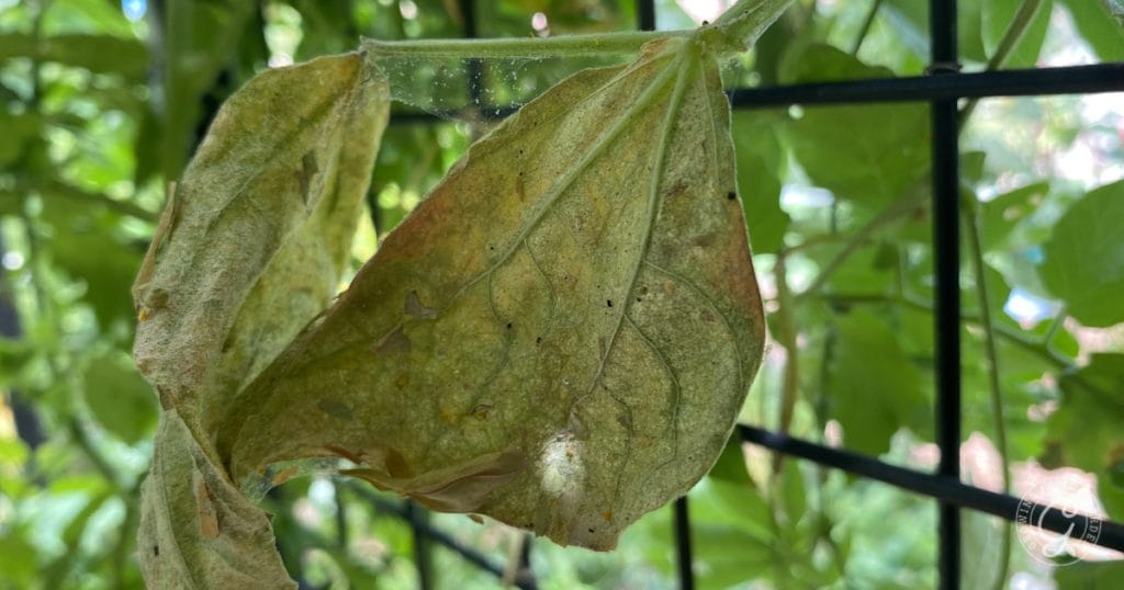 Spider Mite Prevention & Organic Control