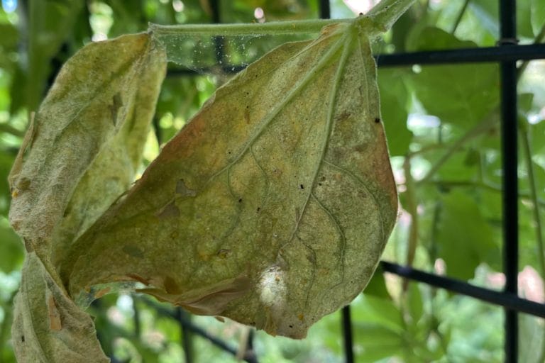 Spider Mite Prevention & Organic Control featured image