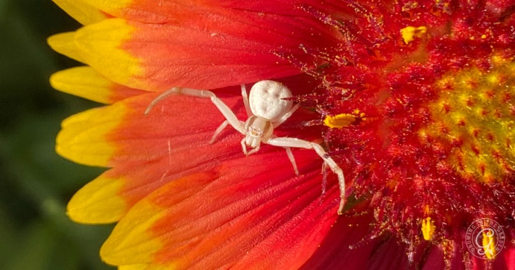 Spider on gazania