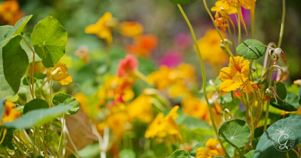 Squash Bug Prevention & Organic Control