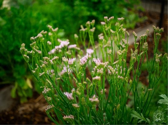 Cotton Candy Blend Statice featured image