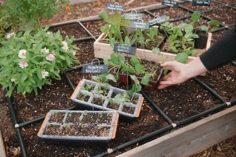 Mastering Succession Planting in the Low Desert featured image