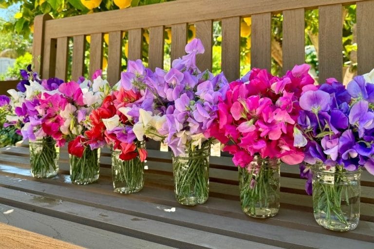 Sweet Pea Varieties: Best Ones to Grow featured image