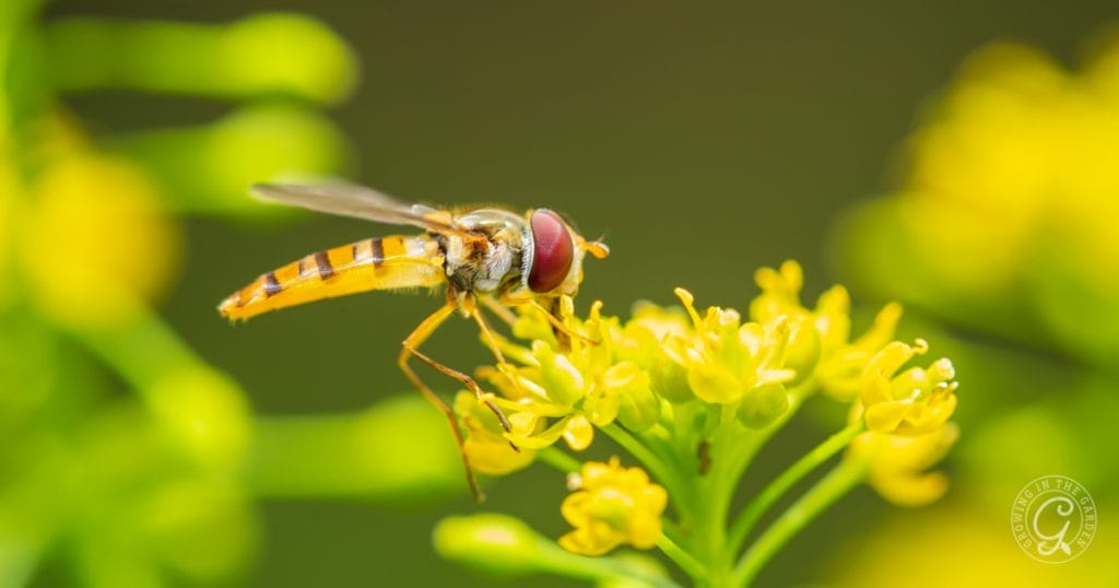 Syrphid-fly