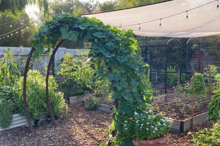 Ten Creative Ideas for Vertical Gardening featured image