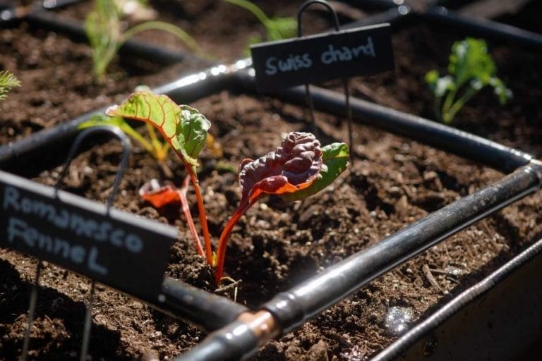 Fall Gardening in Arizona: Tips for Success featured image