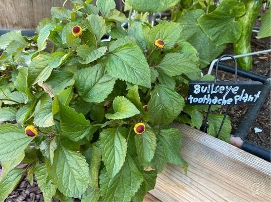 Toothache Plant featured image