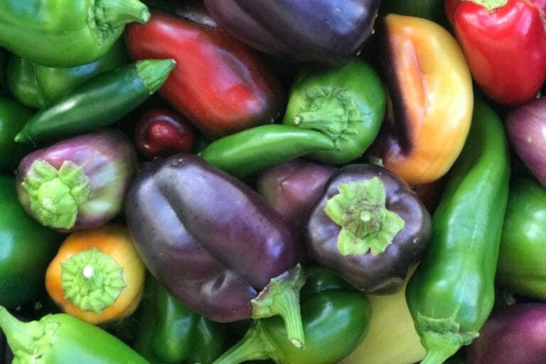 16 Types of Peppers – Pepper Varieties featured image