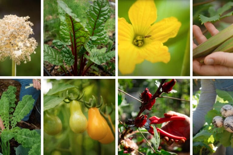 Arizona Vegetable Planting Guide: A Visual Guide for Low Desert Vegetables featured image