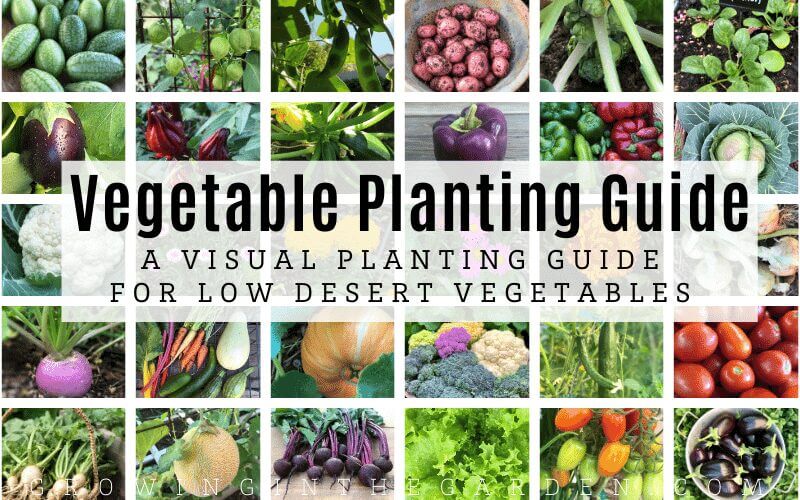 Vegetable Planting Guide: A Visual Planting Guide for Low Desert Vegetables