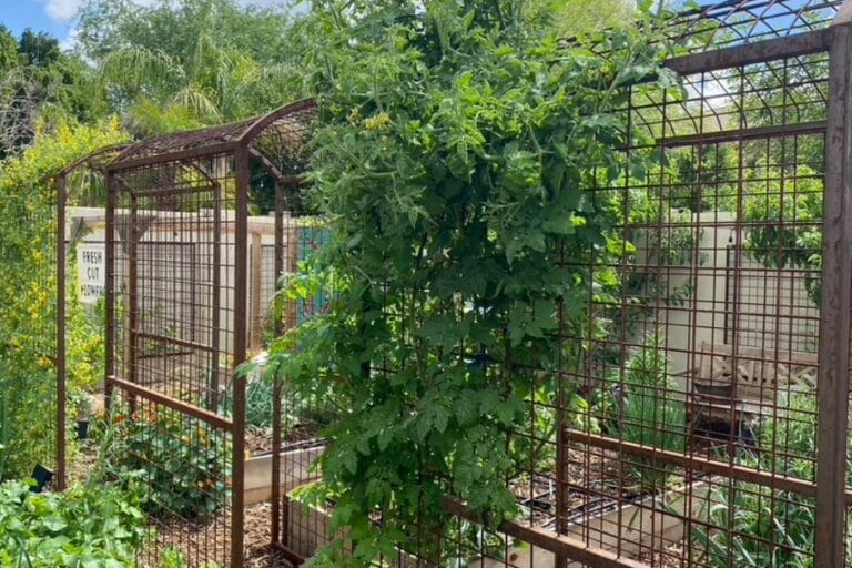 Vertical Gardening: Arch Walkway Trellises featured image