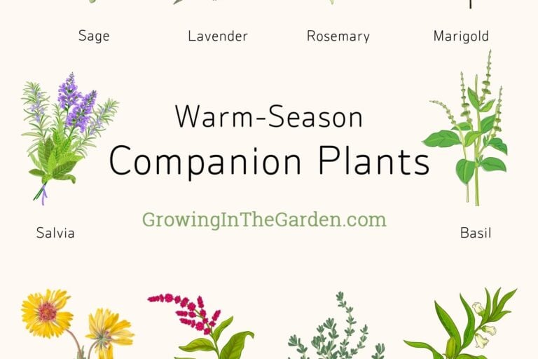 Best Companion Plants for Warm-Season Gardens featured image