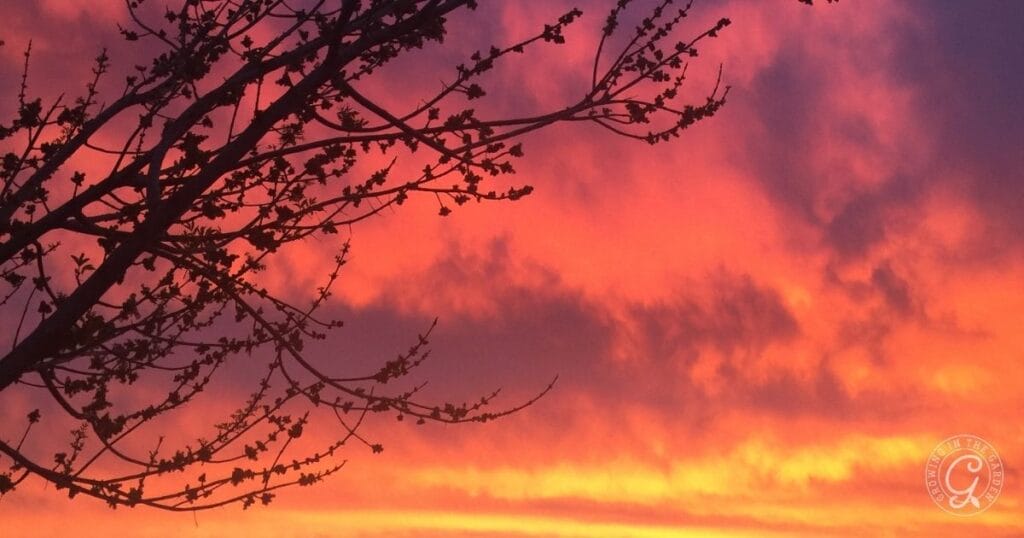 Water in the morning to prepare your plants for the day