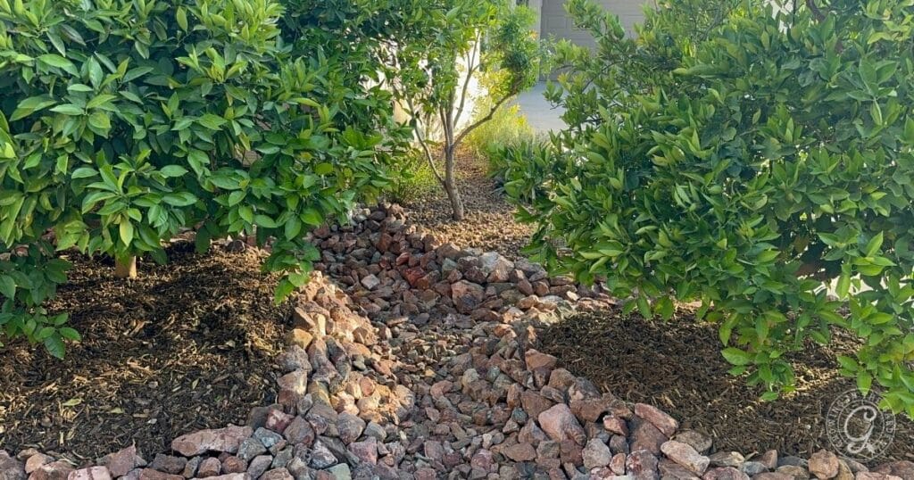 Water-Saving Techniques for Desert Gardening Success - Swales and berms in my front yard channel rainwater to citrus roots