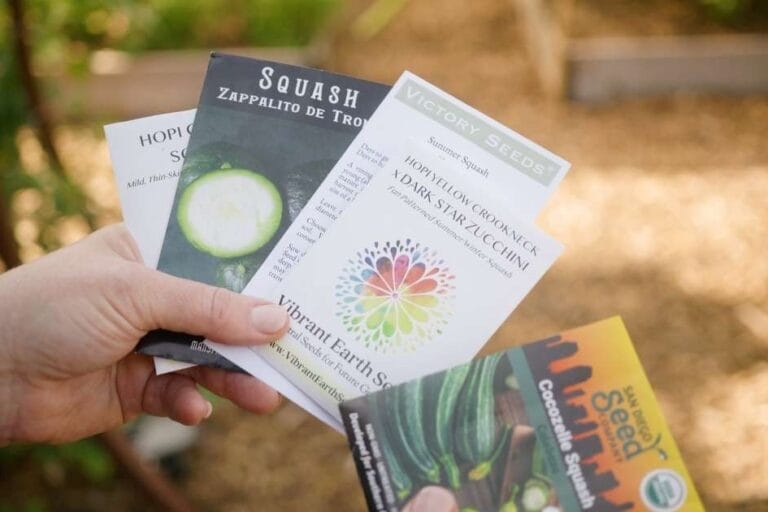 What to Plant in August in Arizona featured image