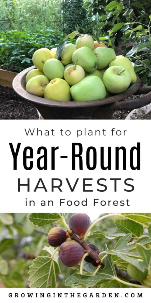 Grow a food forest and harvest fruit every day of the year. Learn what to plant for year-round fruit tree harvests in Arizona. 