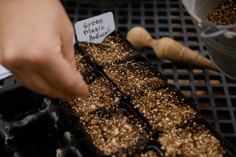 When to Start Seeds Indoors: A Seed-Starting Guide for Low-Desert Vegetables featured image