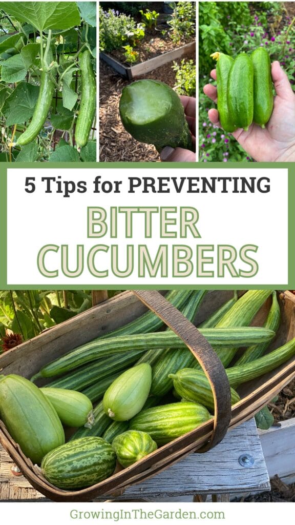Why Are My Cucumbers Bitter?&nbsp; 5 Tips to Prevent Bitter Cucumbers