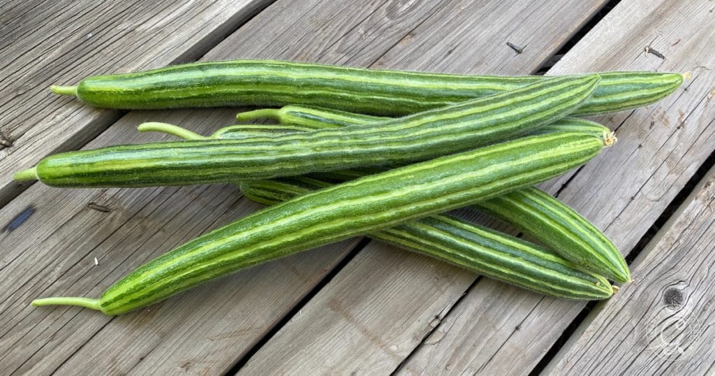 Why Are My Cucumbers Bitter?&nbsp; 5 Tips to Prevent Bitter Cucumbers