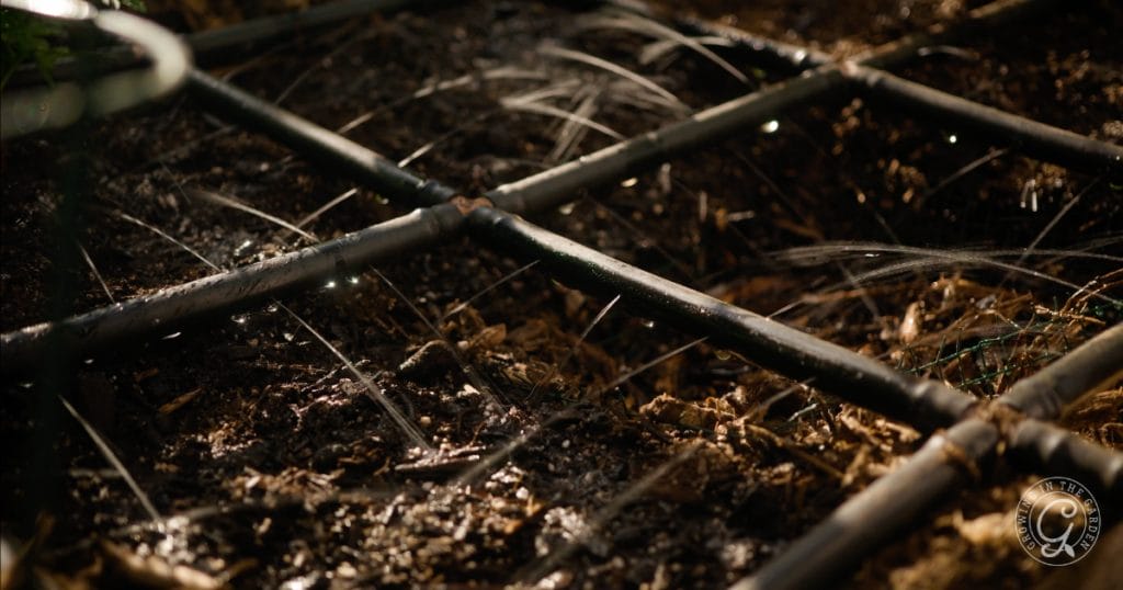 Why Are My Cucumbers Bitter?&nbsp; 5 Tips to Prevent Bitter Cucumbers