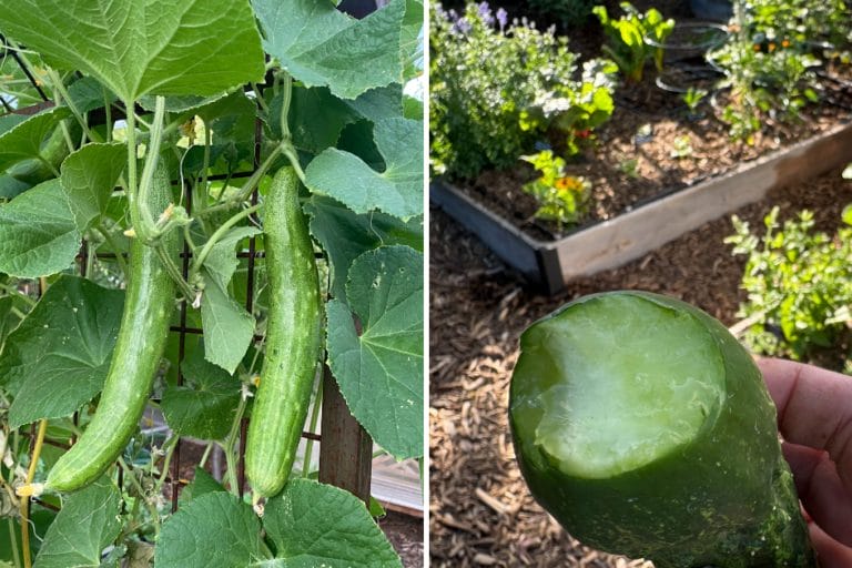 How to Prevent & Fix Bitter Cucumbers featured image