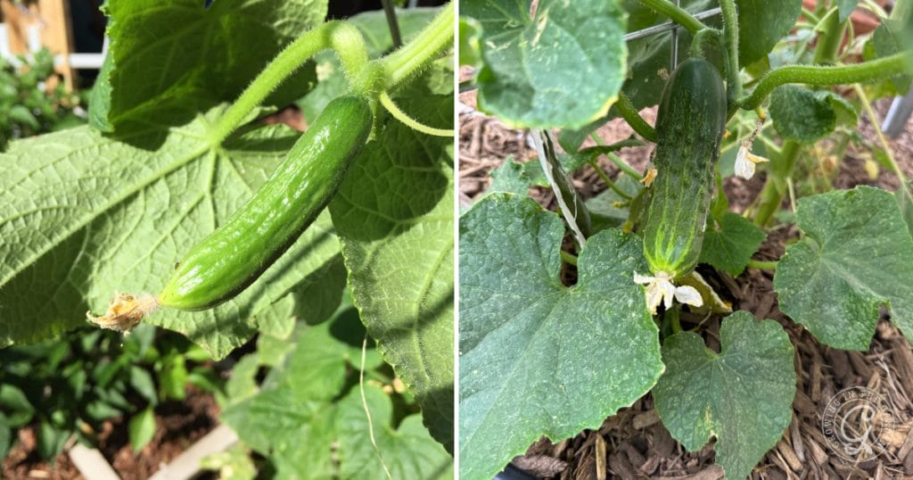 Why Are My Cucumbers Bitter?&nbsp; 5 Tips to Prevent Bitter Cucumbers