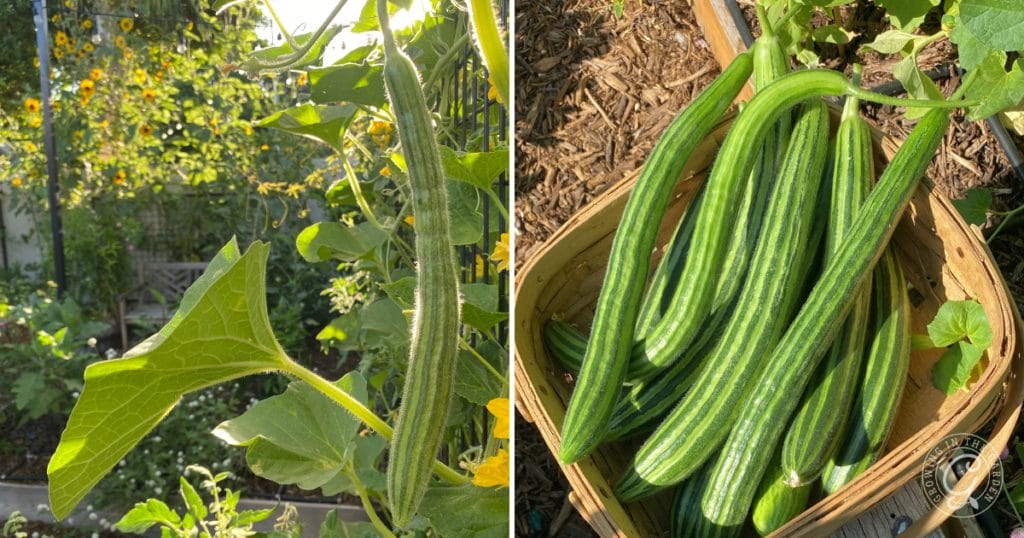 Why Are My Cucumbers Bitter?&nbsp; 5 Tips to Prevent Bitter Cucumbers