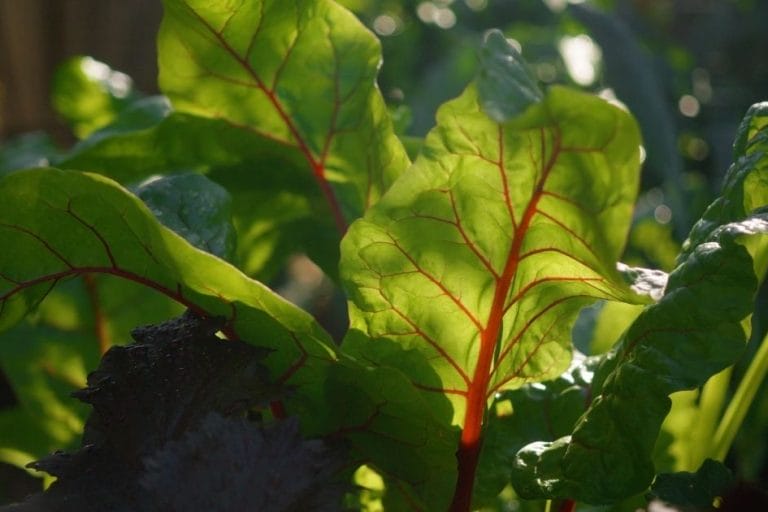 Winter Garden Planning in Mild Climates featured image