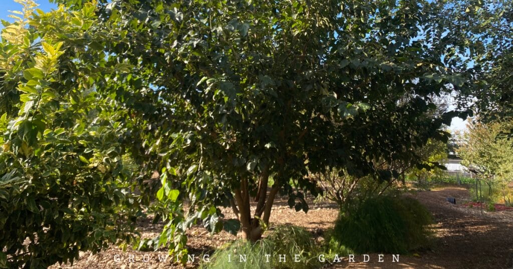 What to Plant for Year-Round Fruit Tree Harvests in Arizona