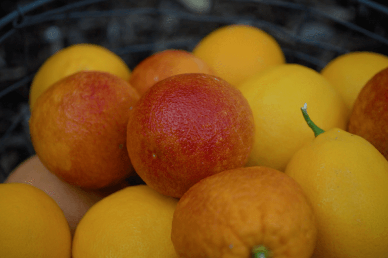 Types of Citrus Trees – Varieties of Citrus featured image