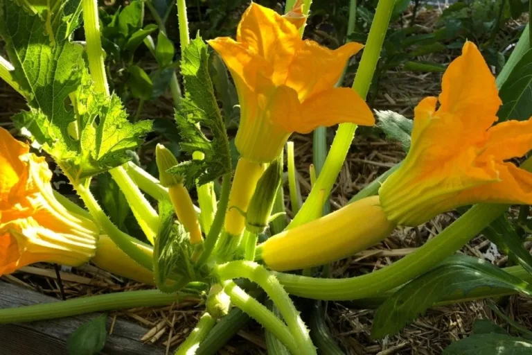 How to Grow Summer Squash: 5 Essential Tips featured image