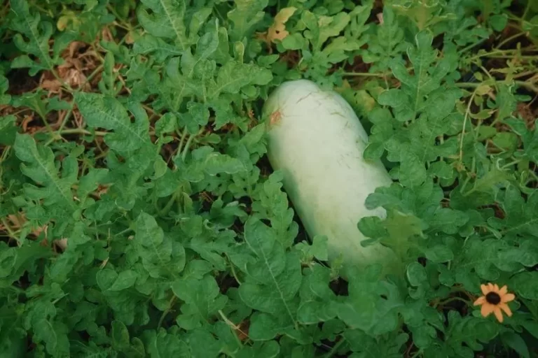 How to Grow Watermelon: 7 Tips for a Sweet Harvest featured image