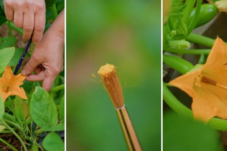 How to Hand Pollinate Squash (Step-by-Step Guide) featured image