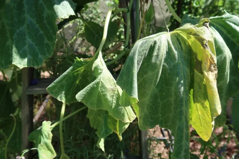 When to Water Plants in Hot Weather: What Wilting Means featured image